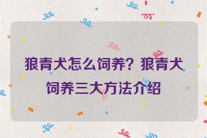 狼青犬怎么饲养？狼青犬饲养三大方法介绍