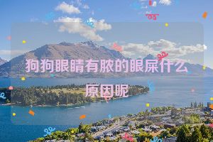狗狗眼睛有脓的眼屎什么原因呢