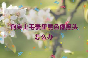 狗身上毛囊里黑色像黑头怎么办