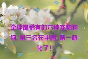 全球最稀有的六种宠物狗狗, 第三名在中国, 第一萌化了！