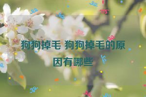 狗狗掉毛 狗狗掉毛的原因有哪些