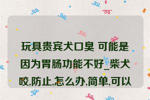 玩具贵宾犬口臭 可能是因为胃肠功能不好_柴犬咬,防止,怎么办,简单,可以