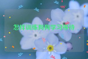 怎样训练狗狗学习等待