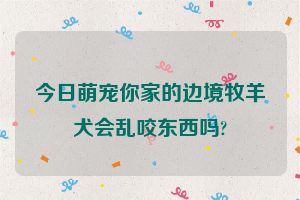 今日萌宠你家的边境牧羊犬会乱咬东西吗?