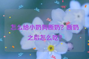 怎么给小奶狗断奶？断奶之后怎么吃？