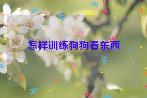 怎样训练狗狗看东西