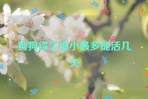 狗狗得了细小最多能活几天