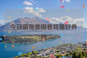 今日萌宠美国卷耳猫好养吗