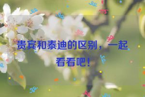 贵宾和泰迪的区别，一起看看吧！