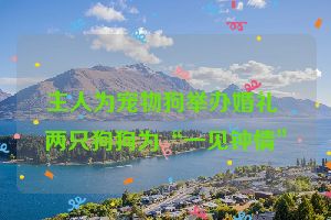 主人为宠物狗举办婚礼 两只狗狗为“一见钟情”