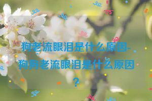 狗老流眼泪是什么原因-狗狗老流眼泪是什么原因？