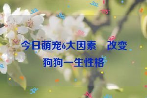 今日萌宠6大因素 改变狗狗一生性格