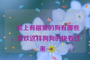 ​脸上有褶皱的狗有哪些，喜欢这样狗狗的快看过来~