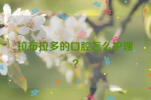 拉布拉多的口腔怎么护理？