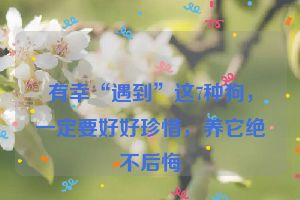 有幸“遇到”这7种狗,一定要好好珍惜,养它绝不后悔