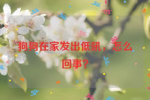 狗狗在家发出低吼,怎么回事?