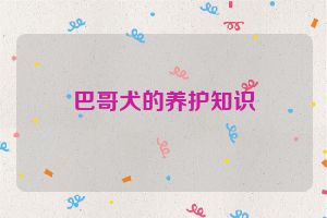 巴哥犬的养护知识