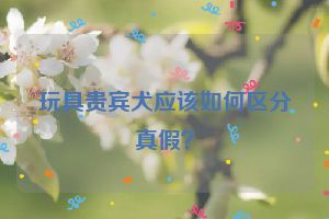 玩具贵宾犬应该如何区分真假？