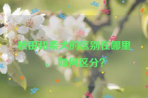 秋田和柴犬的区别在哪里， 如何区分？