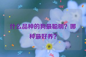 什么品种的狗最聪明？哪种最好养？