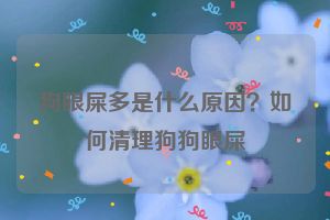 狗眼屎多是什么原因？如何清理狗狗眼屎