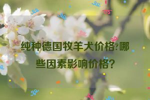 纯种德国牧羊犬价格?哪些因素影响价格？