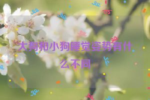 大狗和小狗睡觉姿势有什么不同