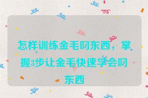 怎样训练金毛叼东西，掌握3步让金毛快速学会叼东西