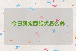 今日萌宠西施犬怎么养