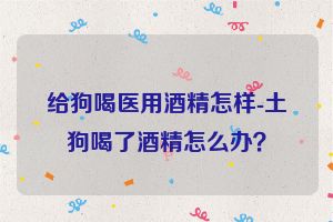 给狗喝医用酒精怎样-土狗喝了酒精怎么办？