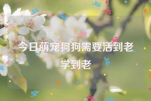 今日萌宠狗狗需要活到老学到老