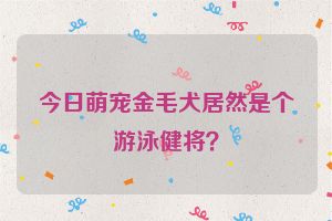 今日萌宠金毛犬居然是个游泳健将?