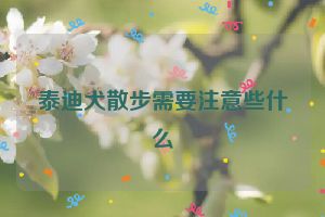 泰迪犬散步需要注意些什么