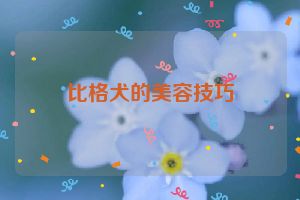 比格犬的美容技巧