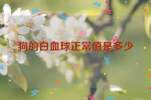 狗的白血球正常值是多少