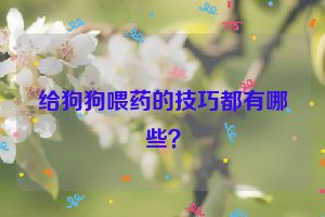 给狗狗喂药的技巧都有哪些？