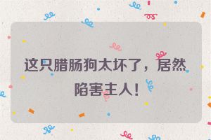 这只腊肠狗太坏了,居然陷害主人!
