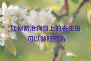 如何防治狗身上的寄生虫 可以做好预防