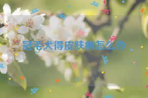 冠毛犬得皮肤病怎么办