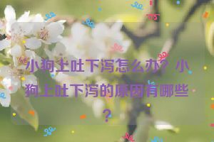 小狗上吐下泻怎么办？小狗上吐下泻的原因有哪些？