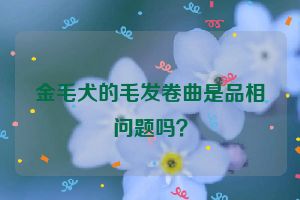 金毛犬的毛发卷曲是品相问题吗？