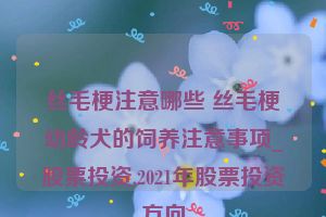 丝毛梗注意哪些 丝毛梗幼龄犬的饲养注意事项_股票投资,2021年股票投资方向