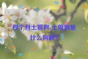 四个月土狼狗-土狼狗是什么狗啊？