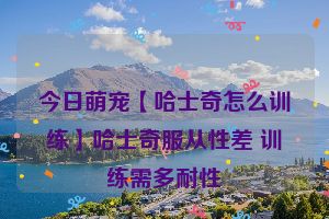 今日萌宠【哈士奇怎么训练】哈士奇服从性差 训练需多耐性