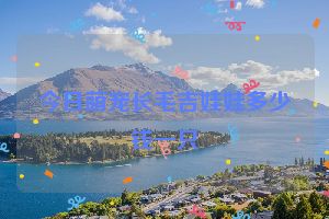 今日萌宠长毛吉娃娃多少钱一只