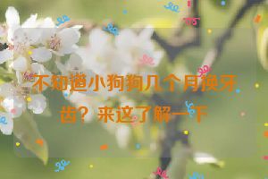 不知道小狗狗几个月换牙齿？来这了解一下