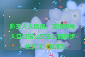 嫌主人太磨蹭，宠物狗每天自己搭公交去公园散步，还交了一堆朋友