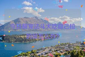 今日萌宠法斗犬吃自己拉的屎怎么办？