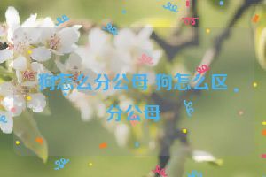 狗怎么分公母 狗怎么区分公母