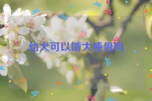 幼犬可以啃大棒骨吗